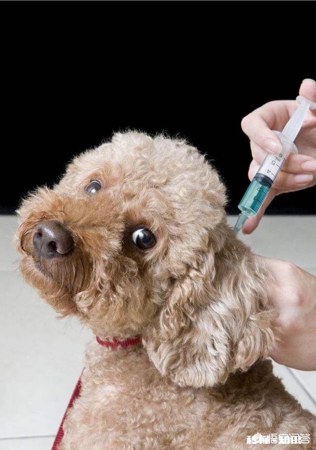 给狗狗打三针疫苗打的都一样的药吗