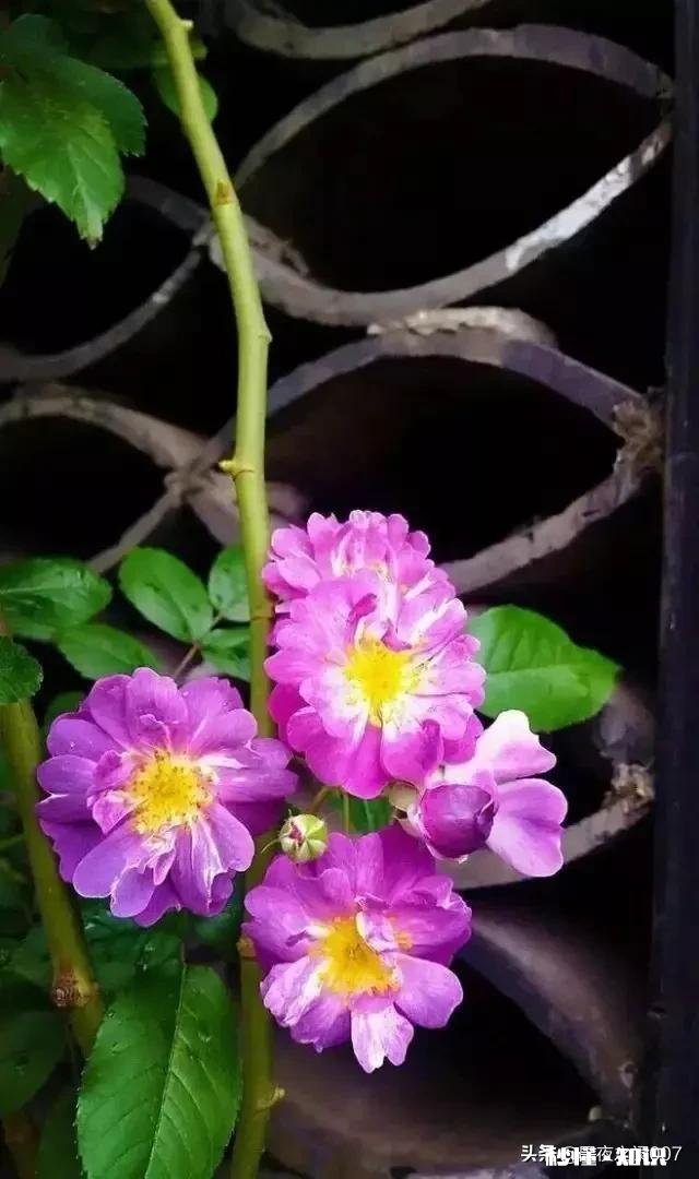 怎么教小学一年级写短文