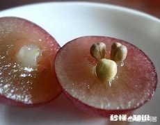 吃葡萄籽真的可以抗衰老吗