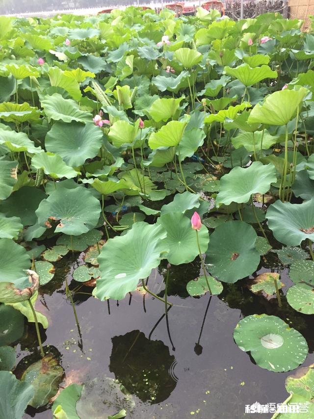 那些因为爱情而结婚的女孩们后来过的怎么样