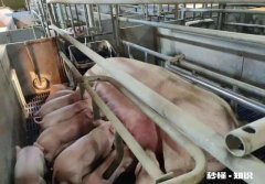 母猪不吃食还喘怎么办