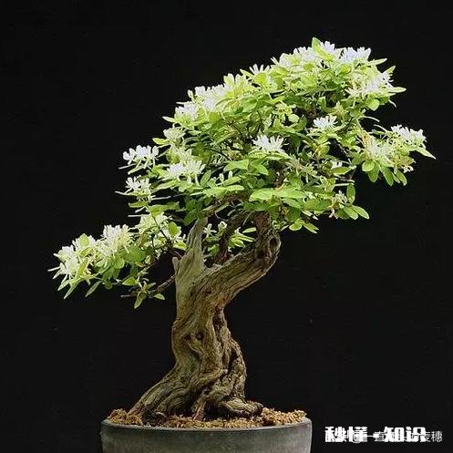 用金银花做盆景好，就是自己总也养不好，怎么管理是妙招