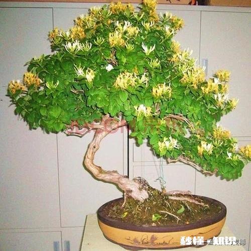 用金银花做盆景好，就是自己总也养不好，怎么管理是妙招