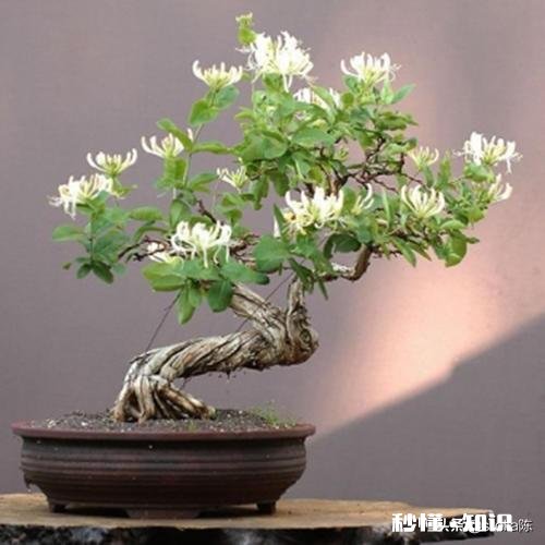 用金银花做盆景好，就是自己总也养不好，怎么管理是妙招