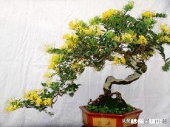 用金银花做盆景好，就是自己总也养不好，怎么管理是妙招