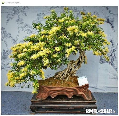 用金银花做盆景好，就是自己总也养不好，怎么管理是妙招