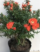 盆景石榴挂果怎么办