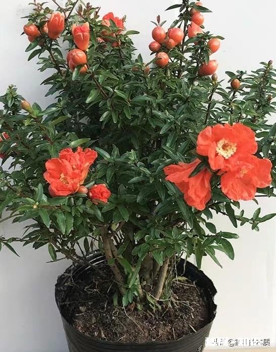 盆景石榴挂果怎么办