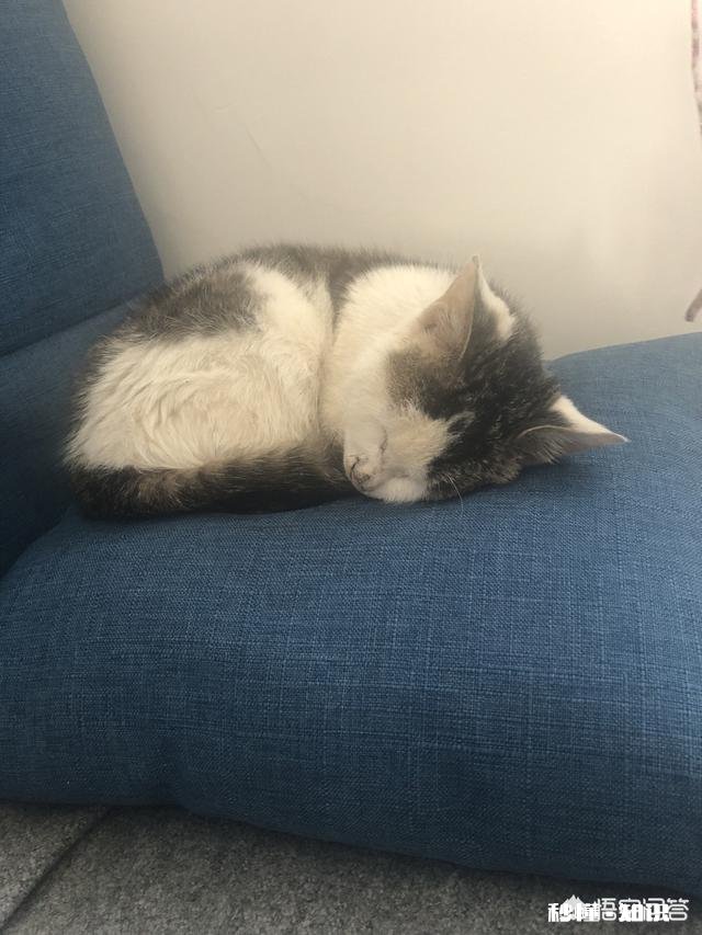 为什么有的猫咪看起来很可爱,有的猫却有些可怕呢