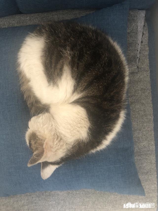 为什么有的猫咪看起来很可爱,有的猫却有些可怕呢