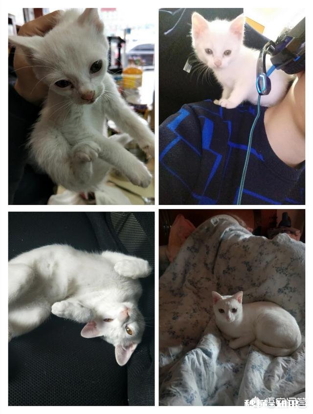 为什么有的猫咪看起来很可爱,有的猫却有些可怕呢