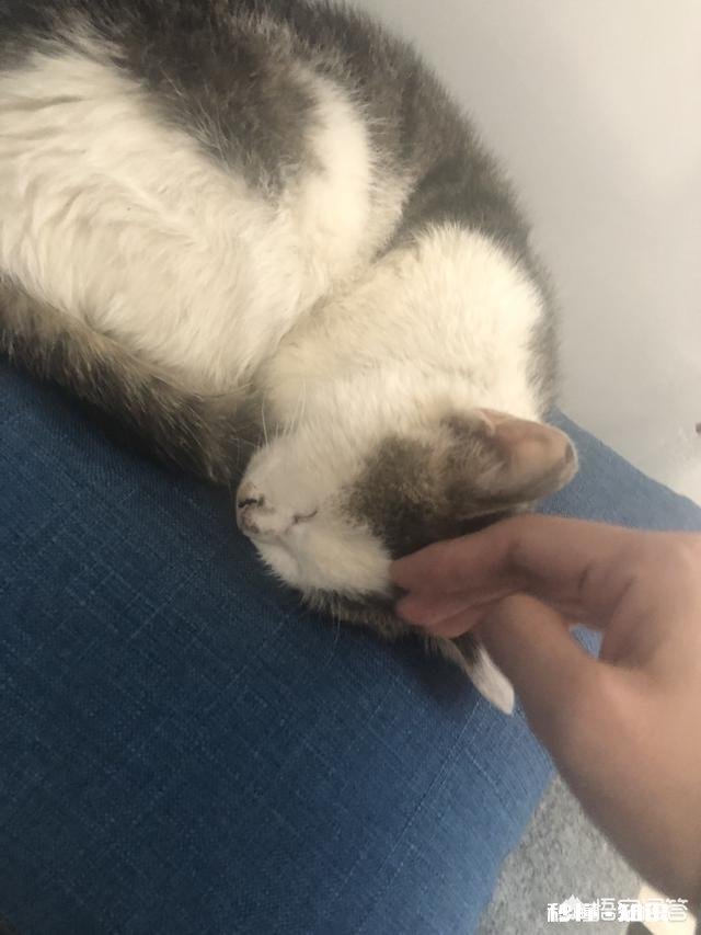 为什么有的猫咪看起来很可爱,有的猫却有些可怕呢