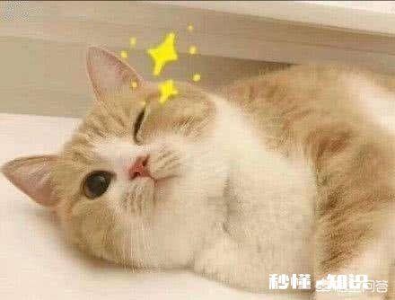 为什么有的猫咪看起来很可爱,有的猫却有些可怕呢