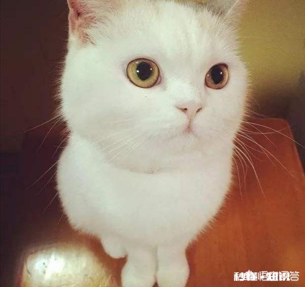 为什么有的猫咪看起来很可爱,有的猫却有些可怕呢