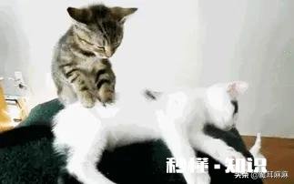 猫咪发出咕噜咕噜声音是生病了吗