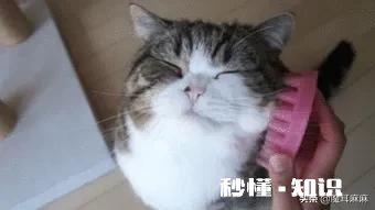 猫咪发出咕噜咕噜声音是生病了吗