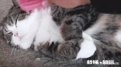 猫咪发出咕噜咕噜声音是生病了吗