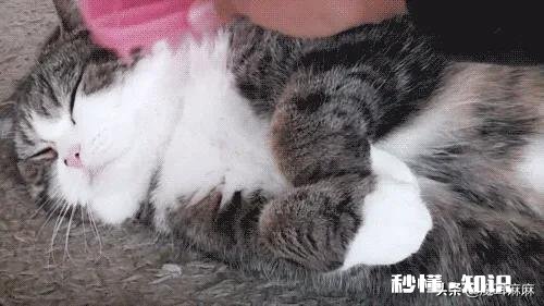 猫咪发出咕噜咕噜声音是生病了吗