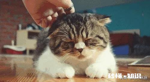 猫咪发出咕噜咕噜声音是生病了吗