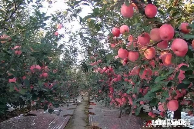 五谷丰登的近义词是什么