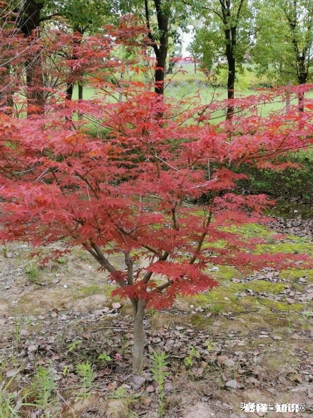 弟媳说姐姐帮弟弟理所当然，是这样吗