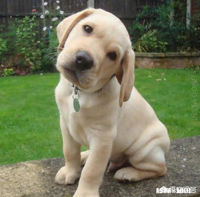 为什么有的狗狗会歪头看你