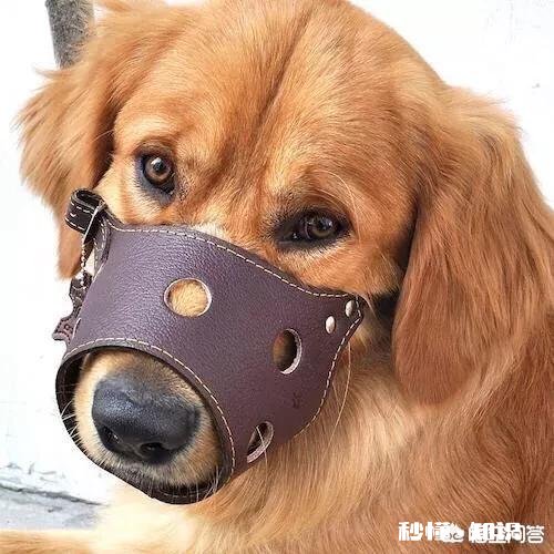 为什么有的狗狗会歪头看你