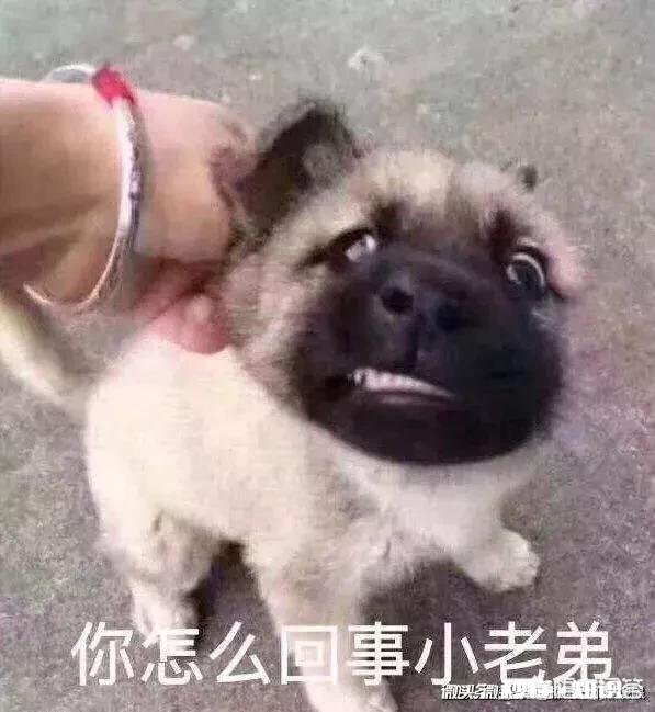 为什么有的狗狗会歪头看你