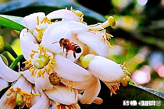 柚子树开花有蜜采吗