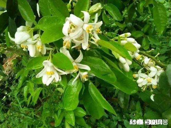 柚子树开花有蜜采吗
