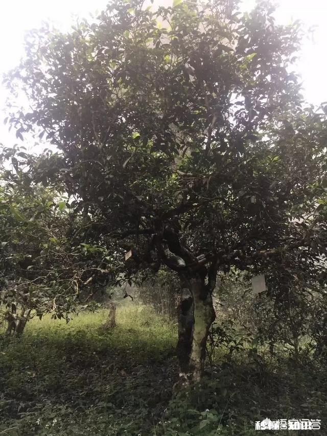 春季清园应注意什么