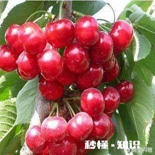 春季清园应注意什么