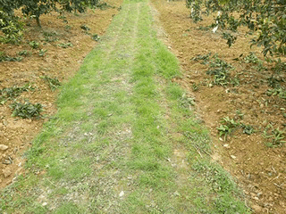 春季清园应注意什么