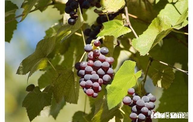 春季清园应注意什么