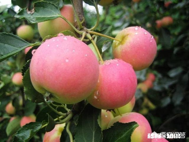 春季清园应注意什么