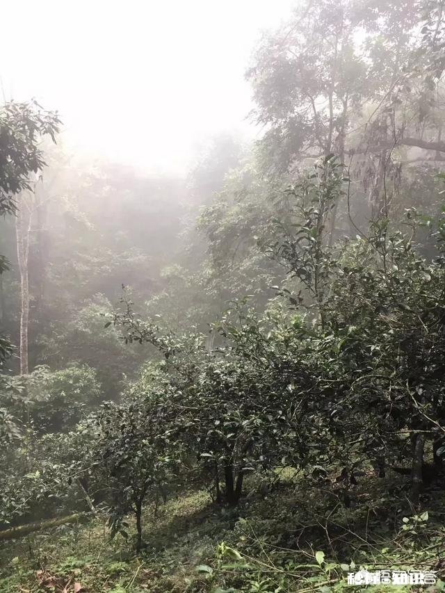 春季清园应注意什么