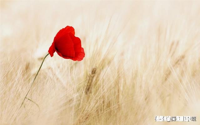 摄影怎么通过前期拍摄或后期修图,使照片更有艺术感