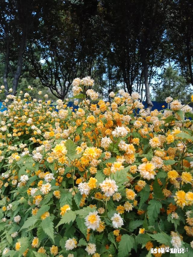 墙留风坐杏花羞。有何好上联