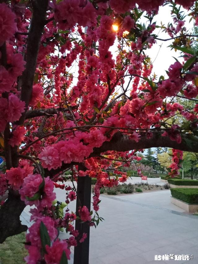 墙留风坐杏花羞。有何好上联