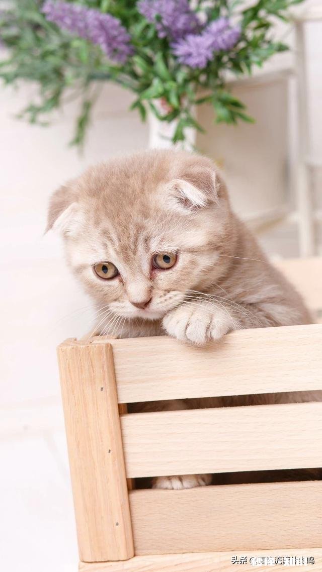 左边一个“鼻”字,右边一个“囊”字,合起来是什么字