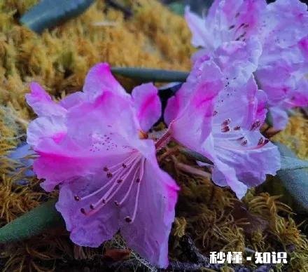 你知道哪些关于杜鹃花的冷知识
