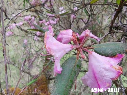 你知道哪些关于杜鹃花的冷知识