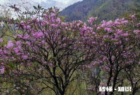 你知道哪些关于杜鹃花的冷知识
