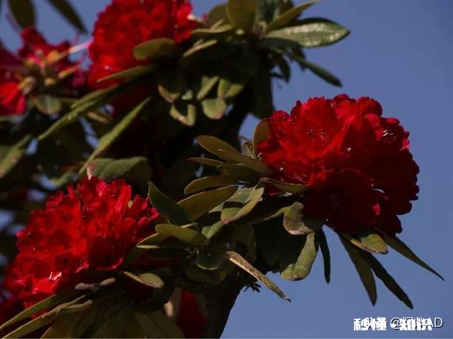 你知道哪些关于杜鹃花的冷知识