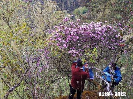 你知道哪些关于杜鹃花的冷知识