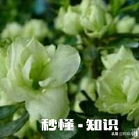 你知道哪些关于杜鹃花的冷知识