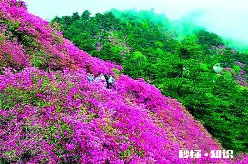 你知道哪些关于杜鹃花的冷知识