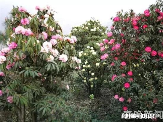 你知道哪些关于杜鹃花的冷知识