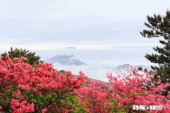 你知道哪些关于杜鹃花的冷知识