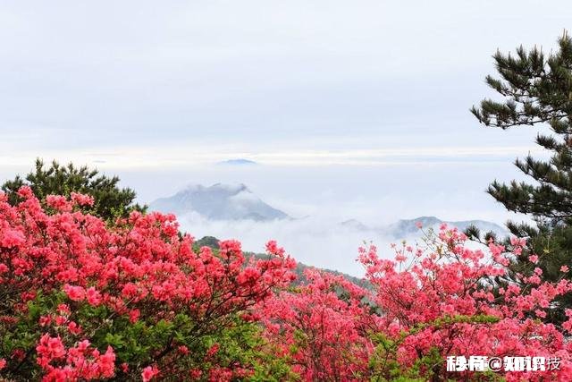 你知道哪些关于杜鹃花的冷知识